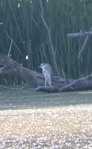 Nitticora - ML620514508