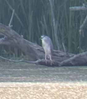 Nitticora - ML620514509