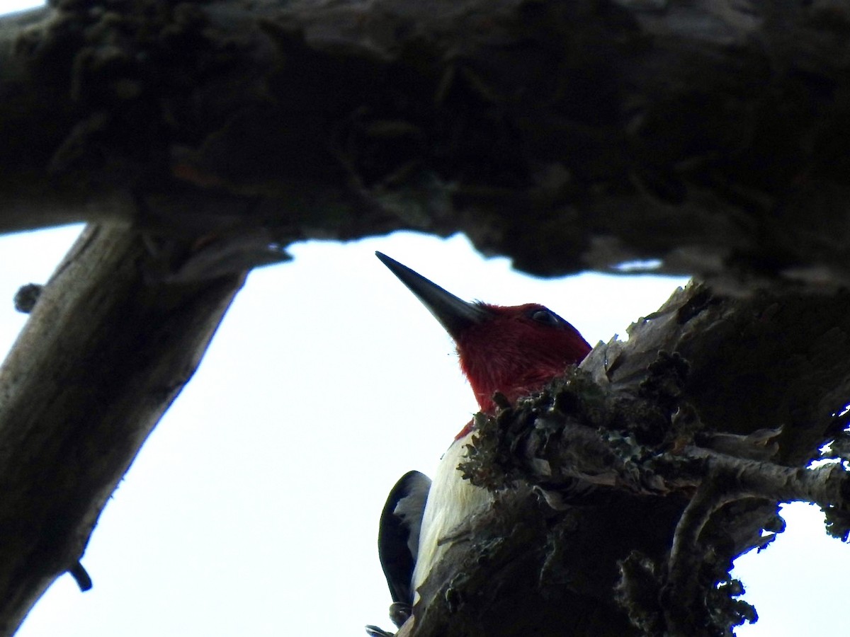 Red-headed Woodpecker - ML620514511