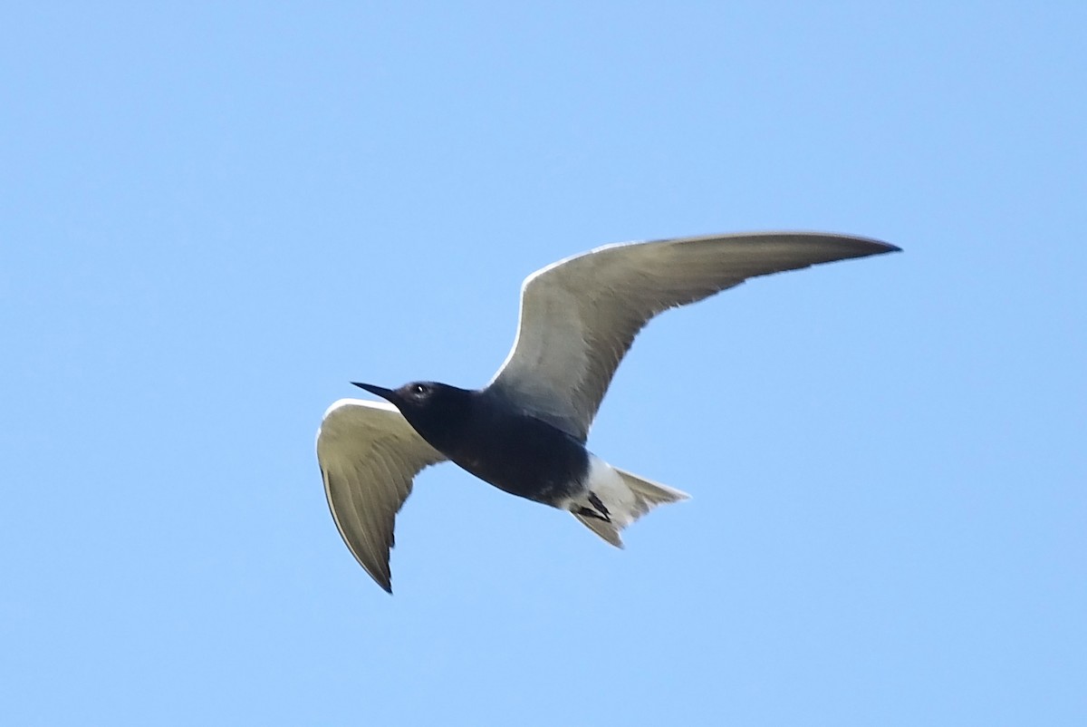 Black Tern - ML620514513