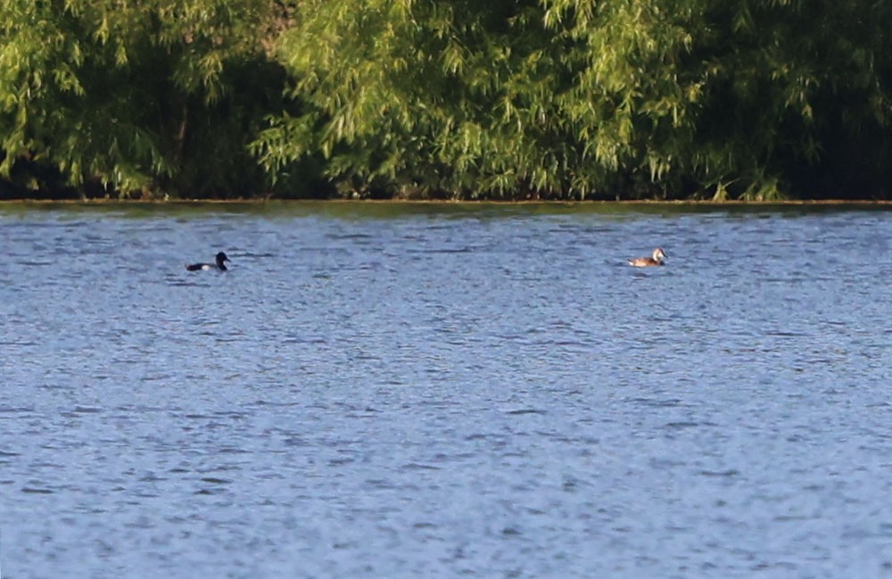 Ring-necked Duck - ML620514516