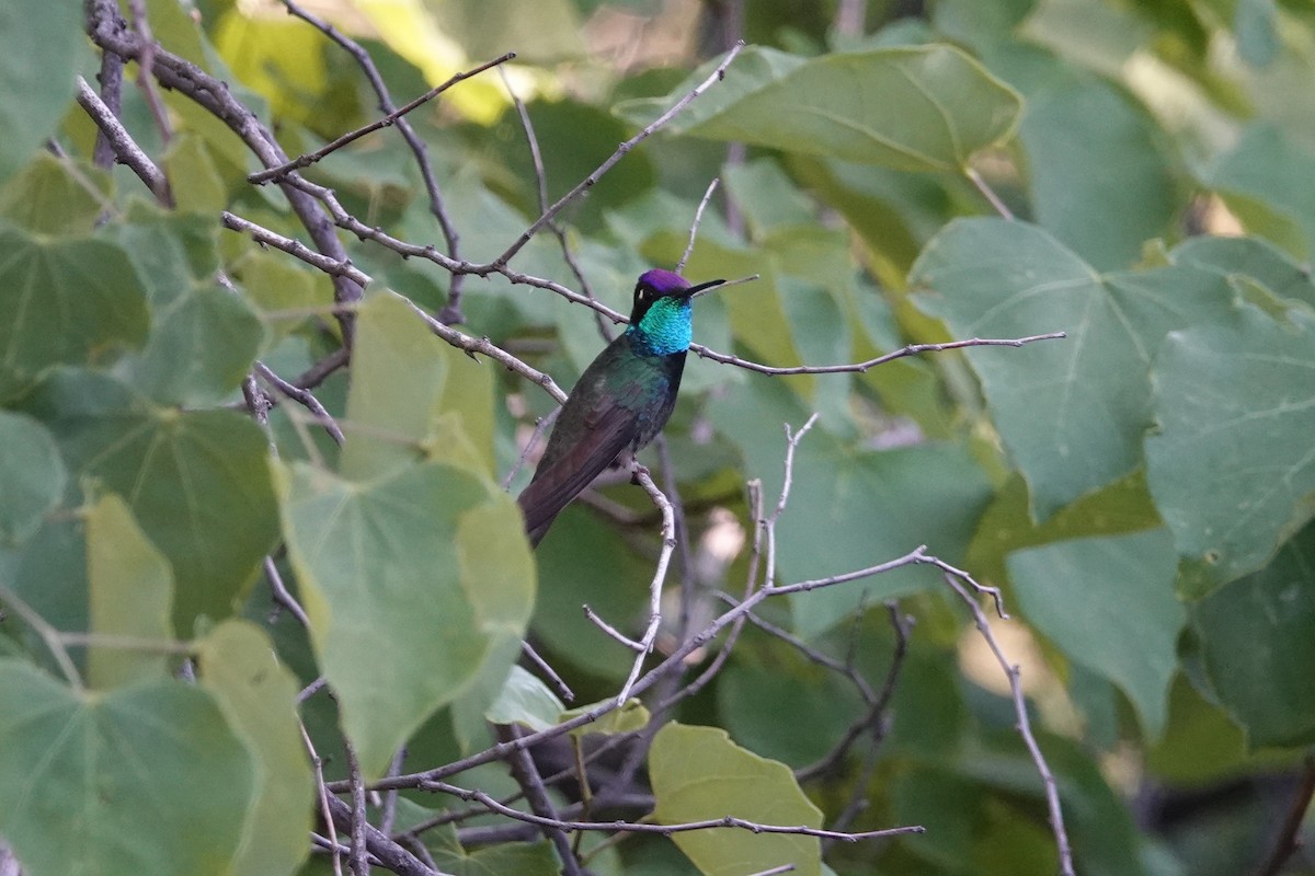kolibřík skvostný - ML620514517