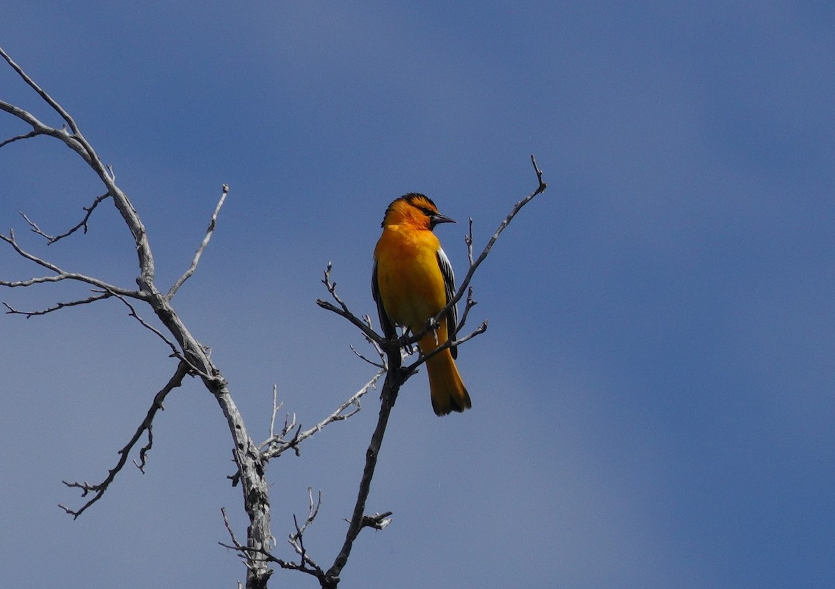 Bullock's Oriole - ML620514518