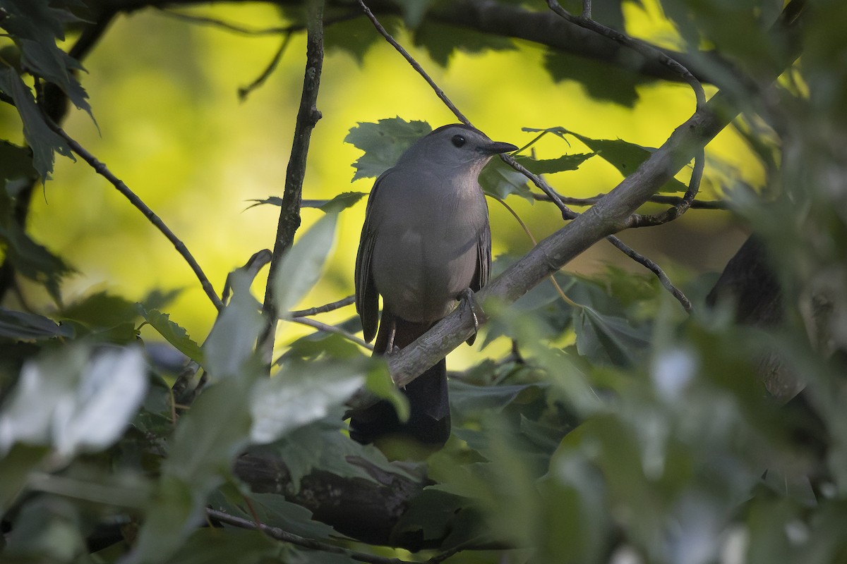 Gray Catbird - ML620514519