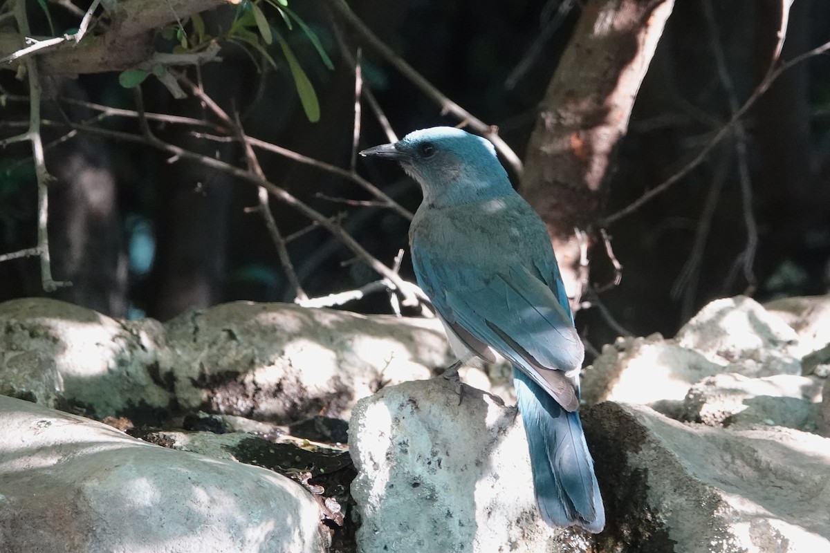 Mexican Jay - ML620514525