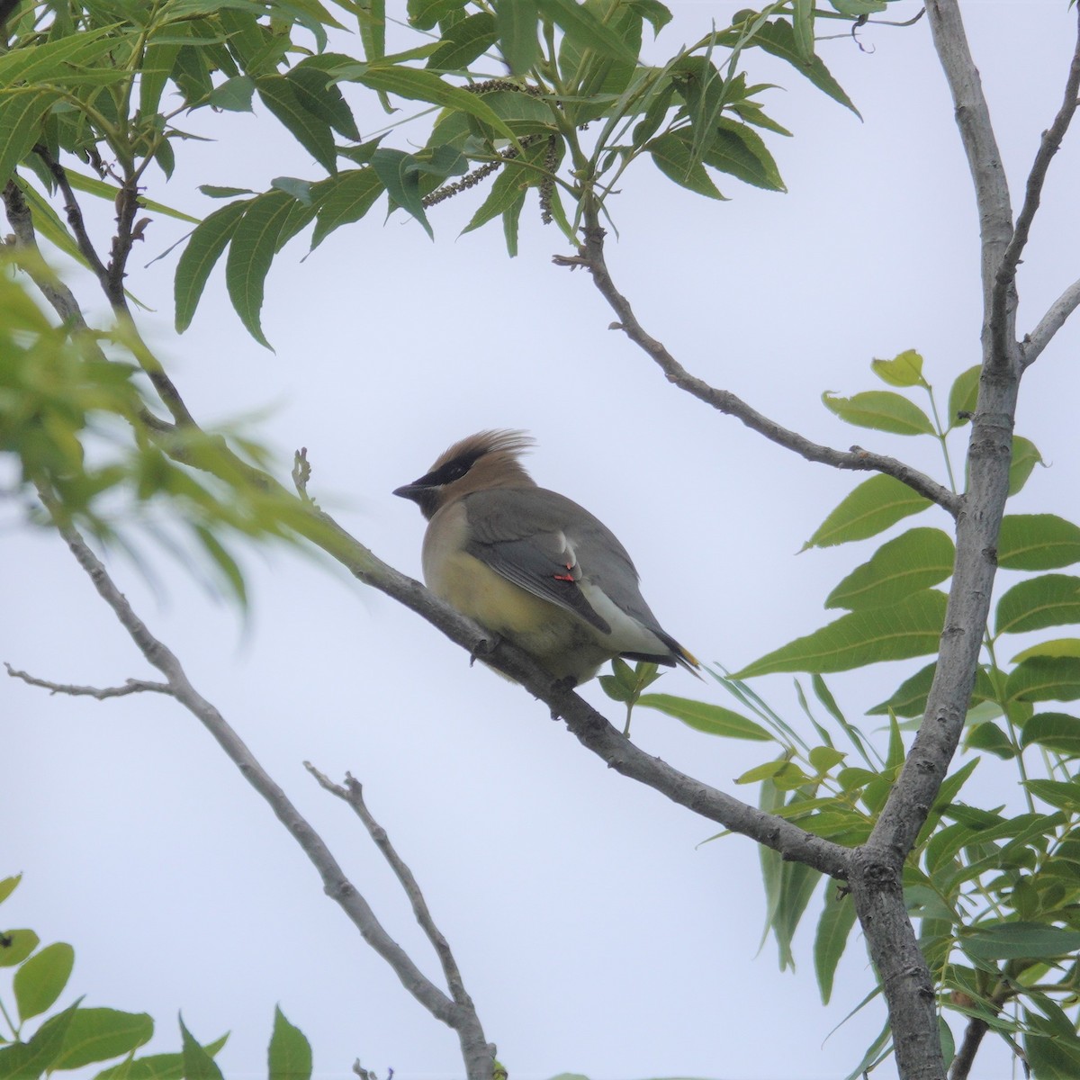 Cedar Waxwing - ML620514529