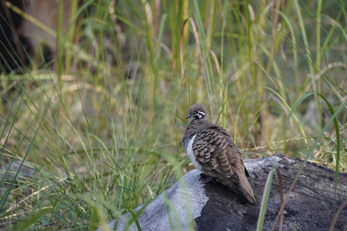 Squatter Pigeon - ML620514531