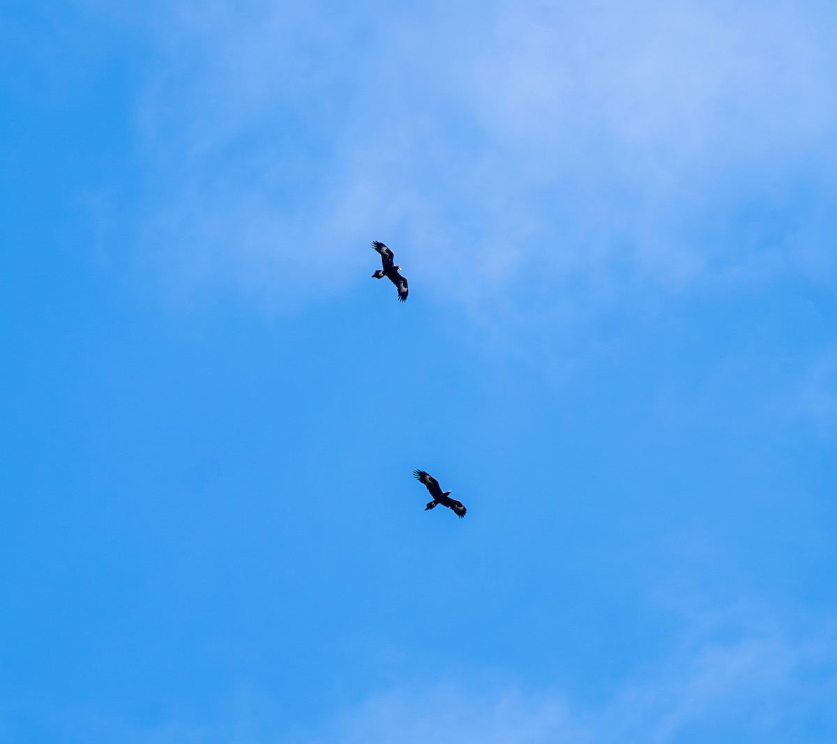 Wedge-tailed Eagle - ML620514534