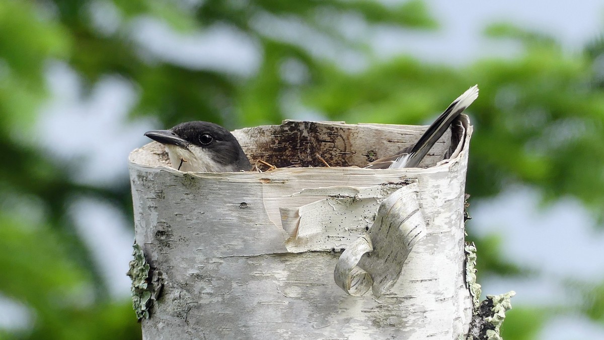 Eastern Kingbird - ML620514536