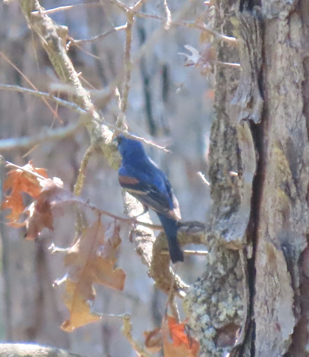 Blue Grosbeak - ML620514539