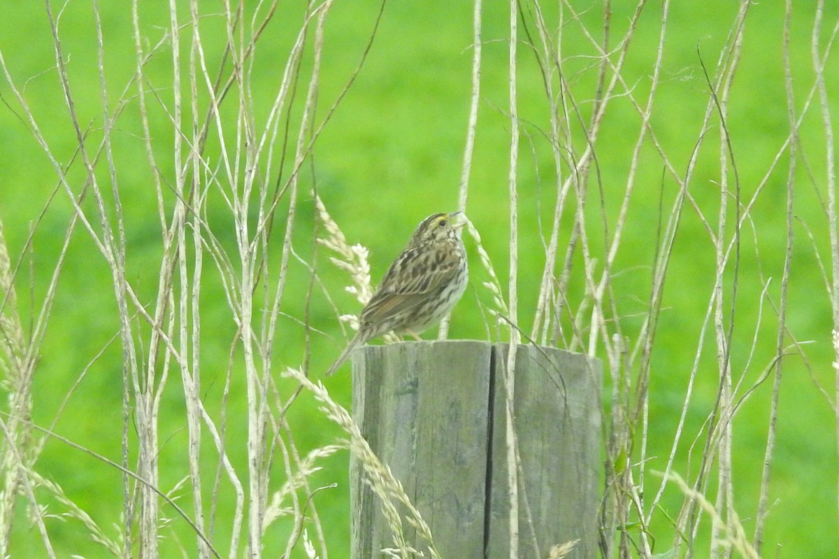 Savannah Sparrow - ML620514541