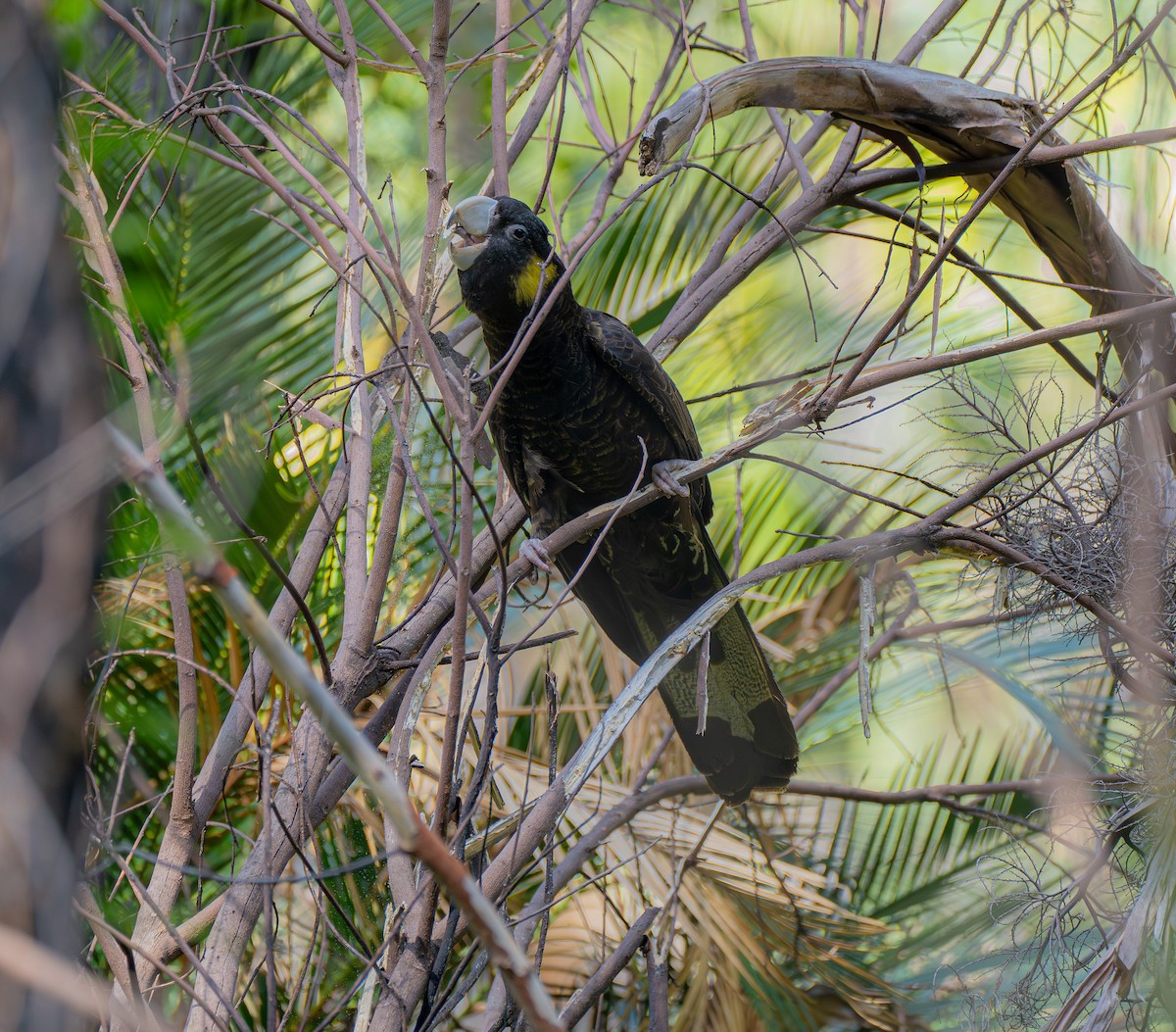 Yellow-tailed Black-Cockatoo - ML620514543