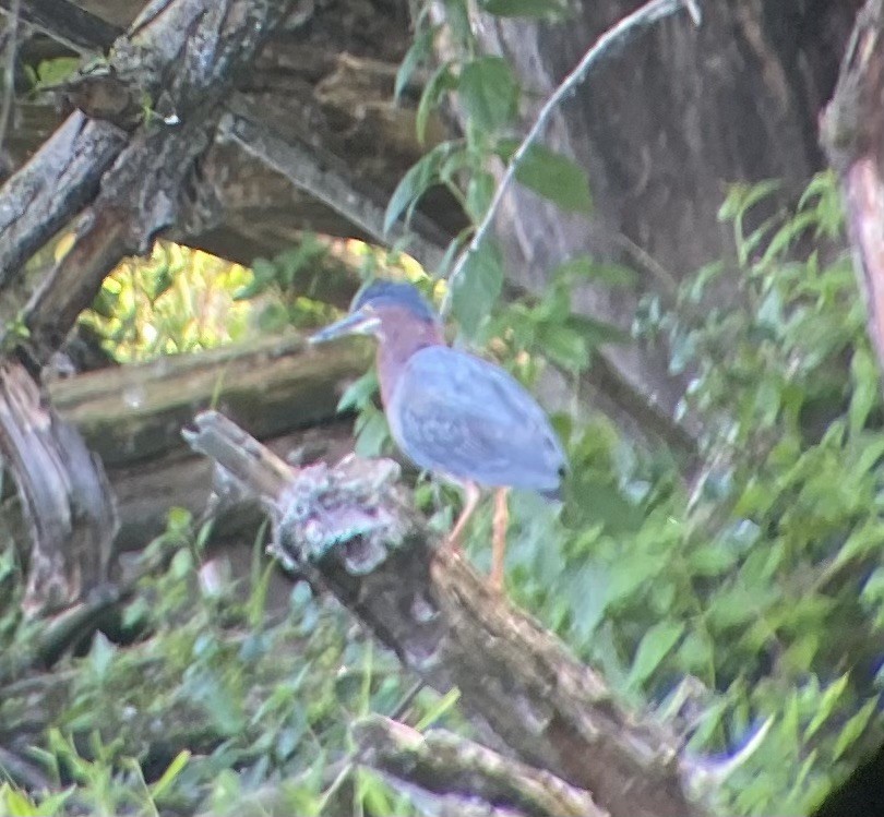 Airone verde - ML620514557