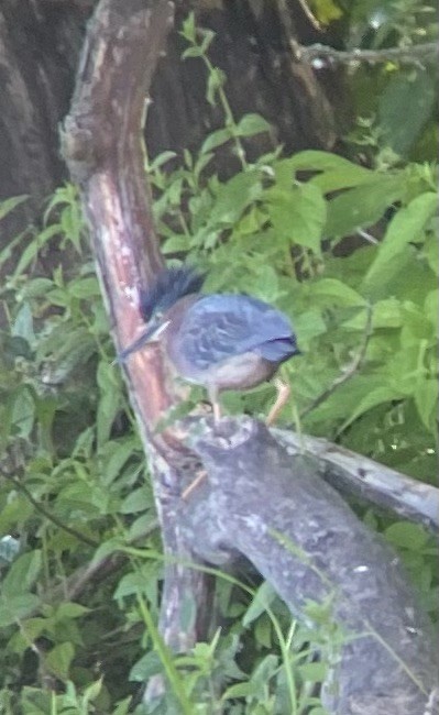 Airone verde - ML620514558