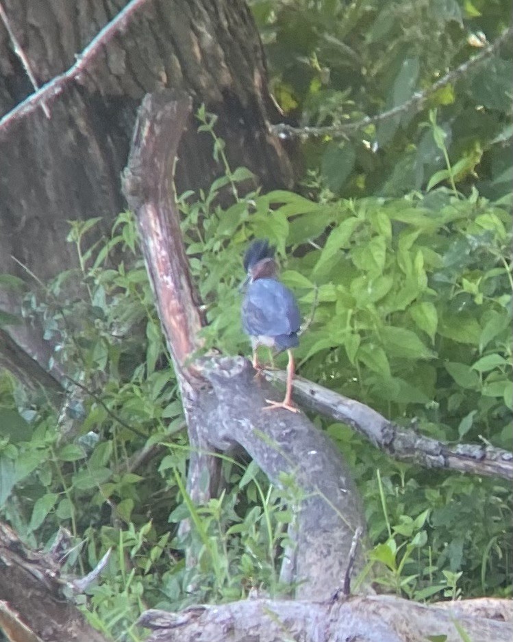 Airone verde - ML620514559