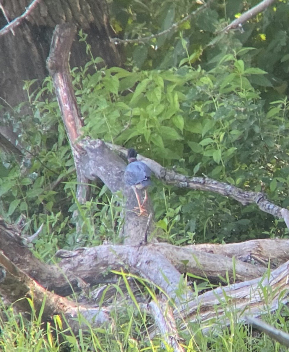 Airone verde - ML620514560