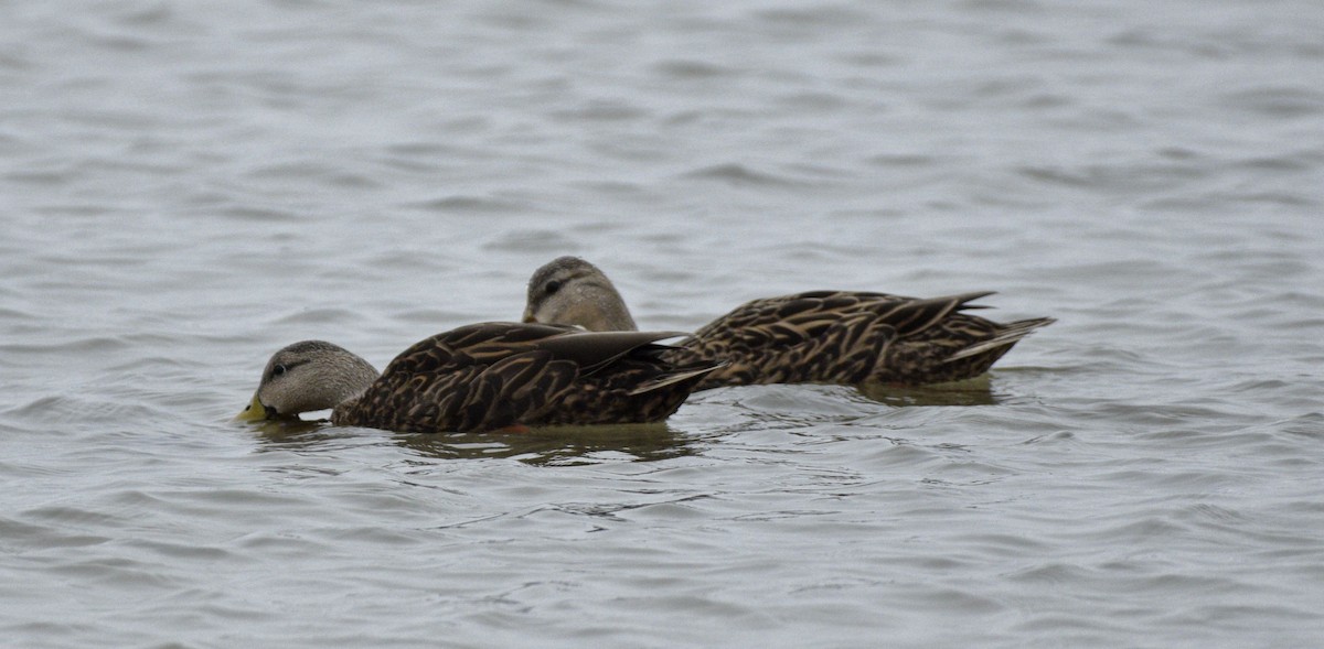 Mottled Duck - ML620514561