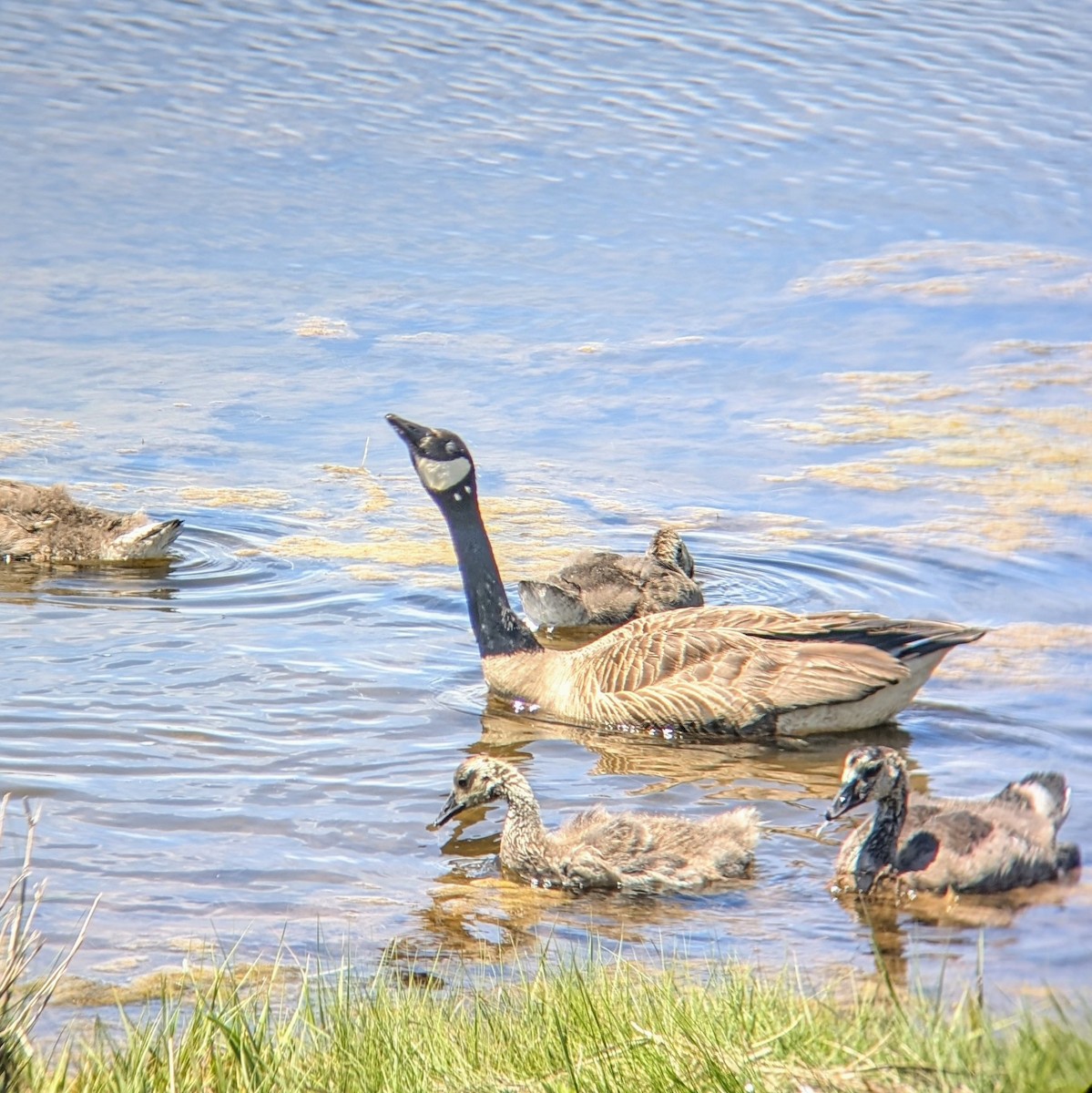 Canada Goose - ML620514563