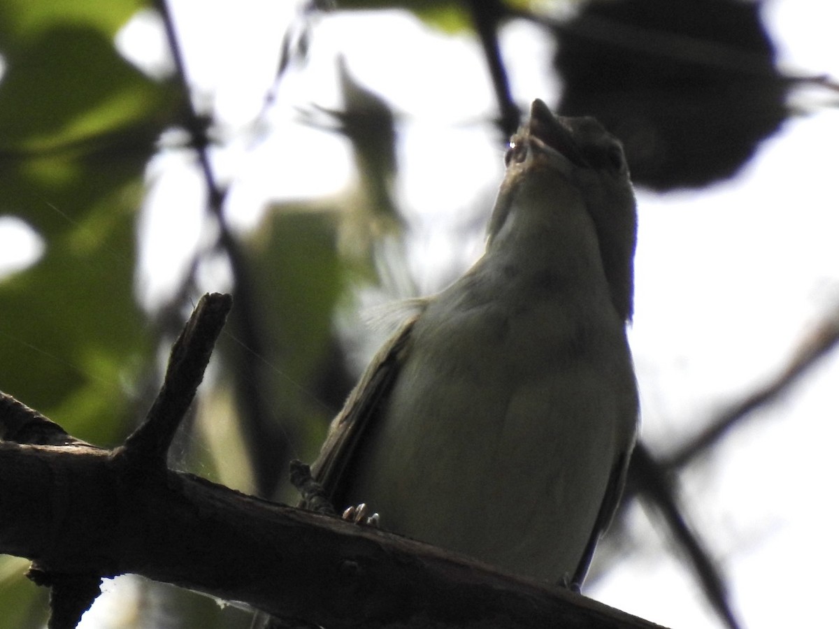 Brown-headed Nuthatch - ML620514570