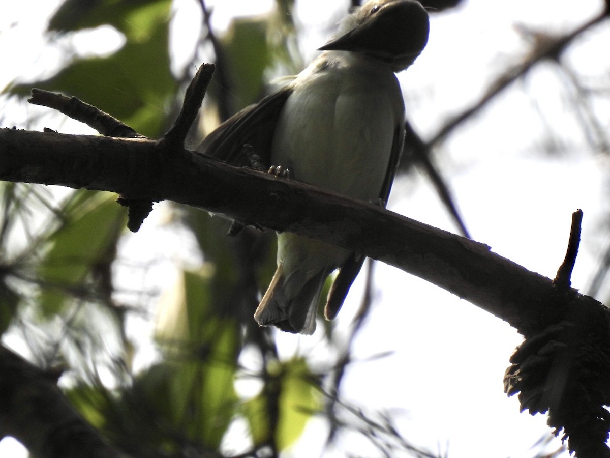 Brown-headed Nuthatch - Ariel Dunham