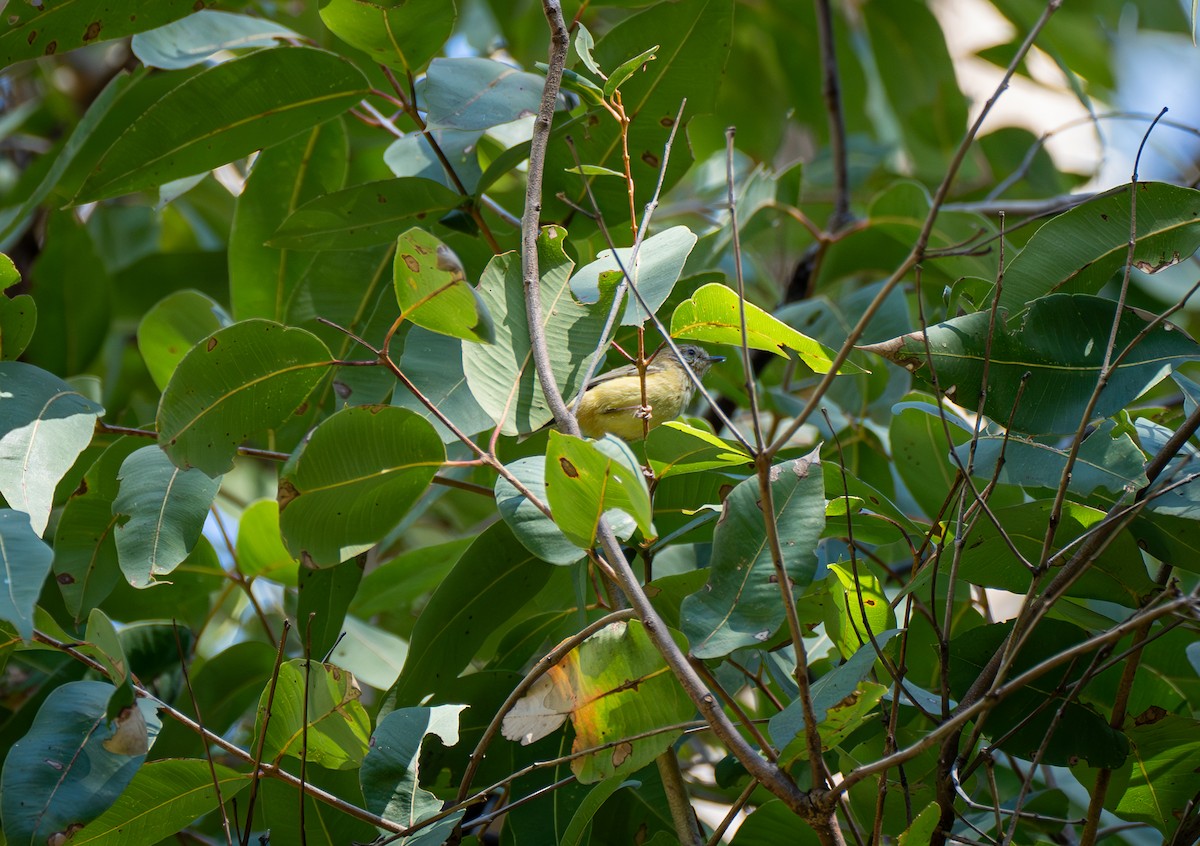 Striated Thornbill - Davis Lau