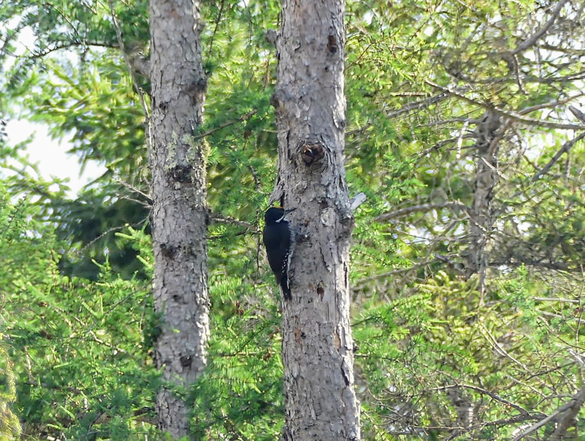 Black-backed Woodpecker - ML620514573