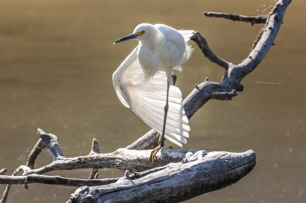 Snowy Egret - ML620514574