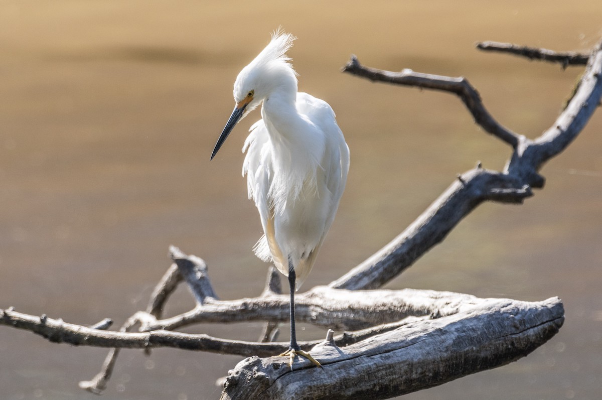 Snowy Egret - ML620514575