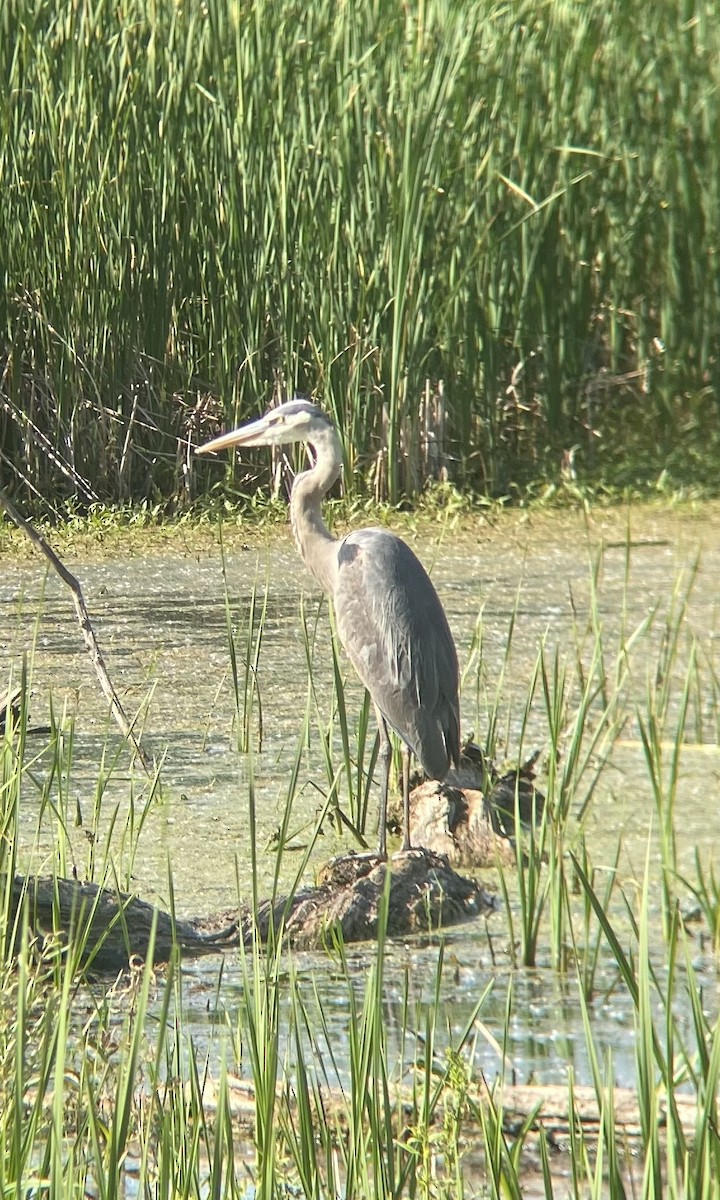 Great Blue Heron - ML620514576