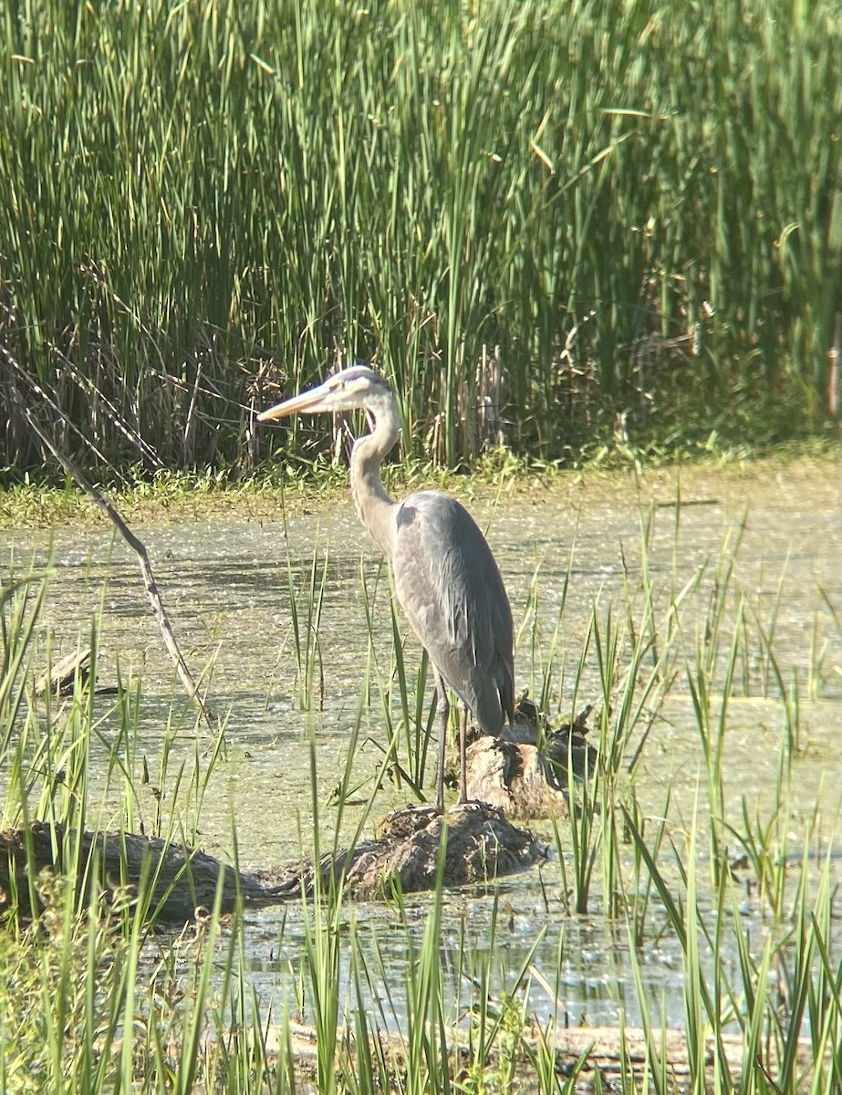Great Blue Heron - ML620514577