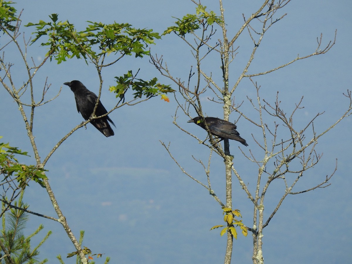 American Crow - ML620514588