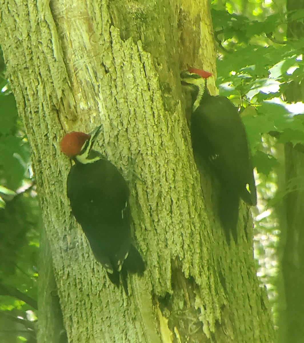 Pileated Woodpecker - ML620514589