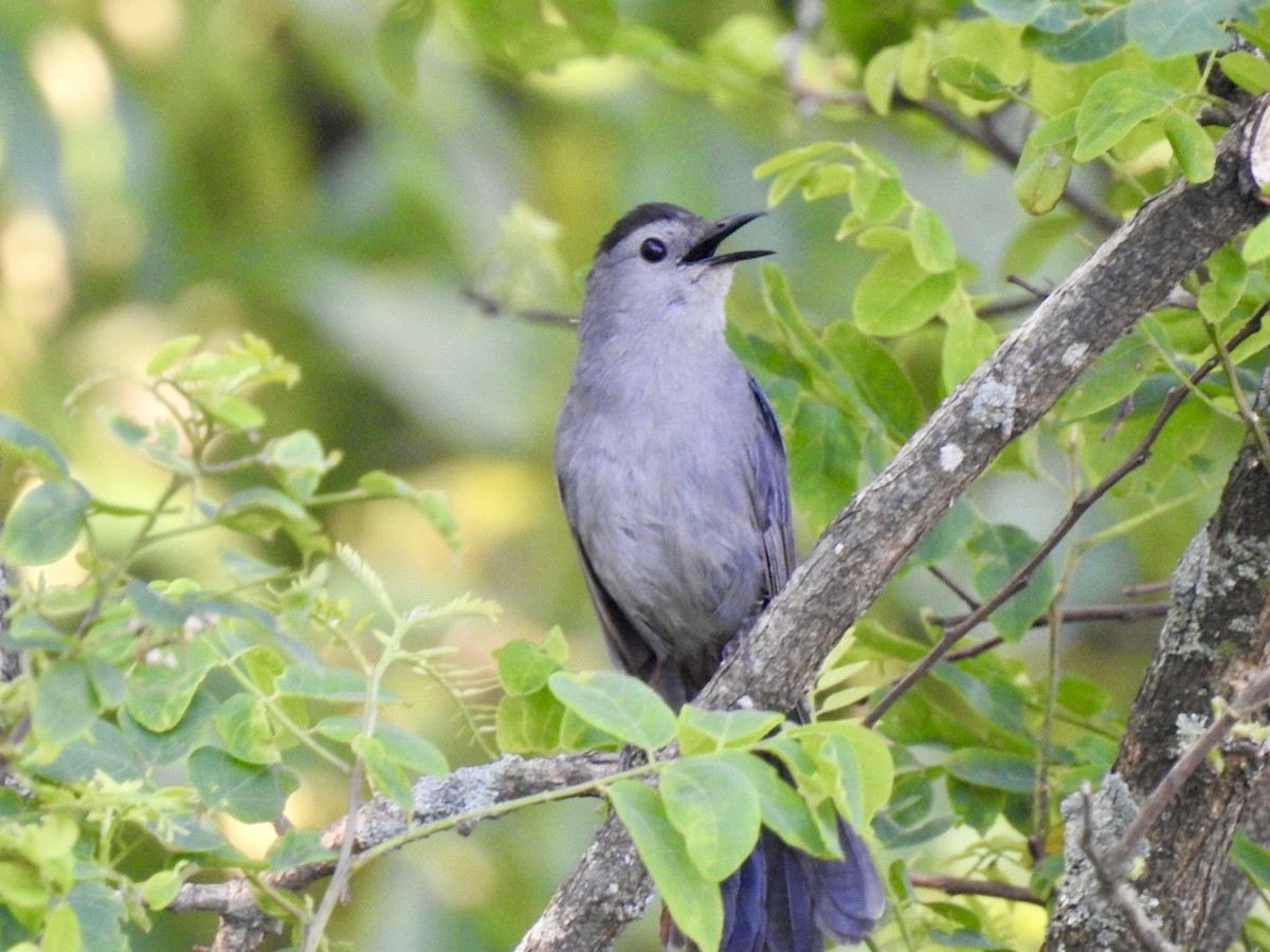 Pájaro Gato Gris - ML620514593