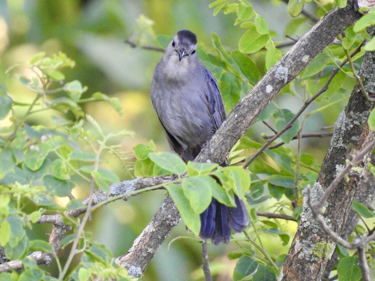 Gray Catbird - Ariel Dunham