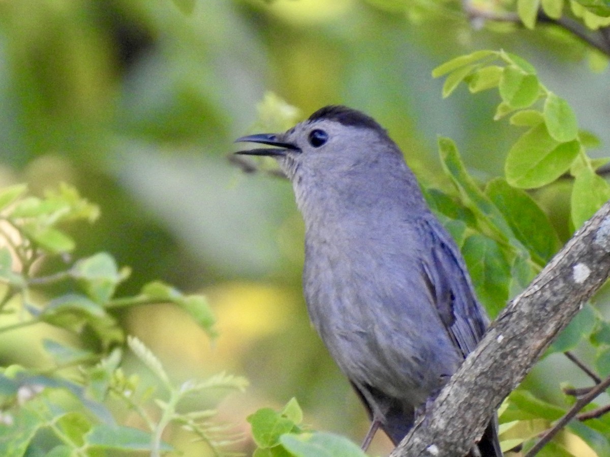 Gray Catbird - ML620514596