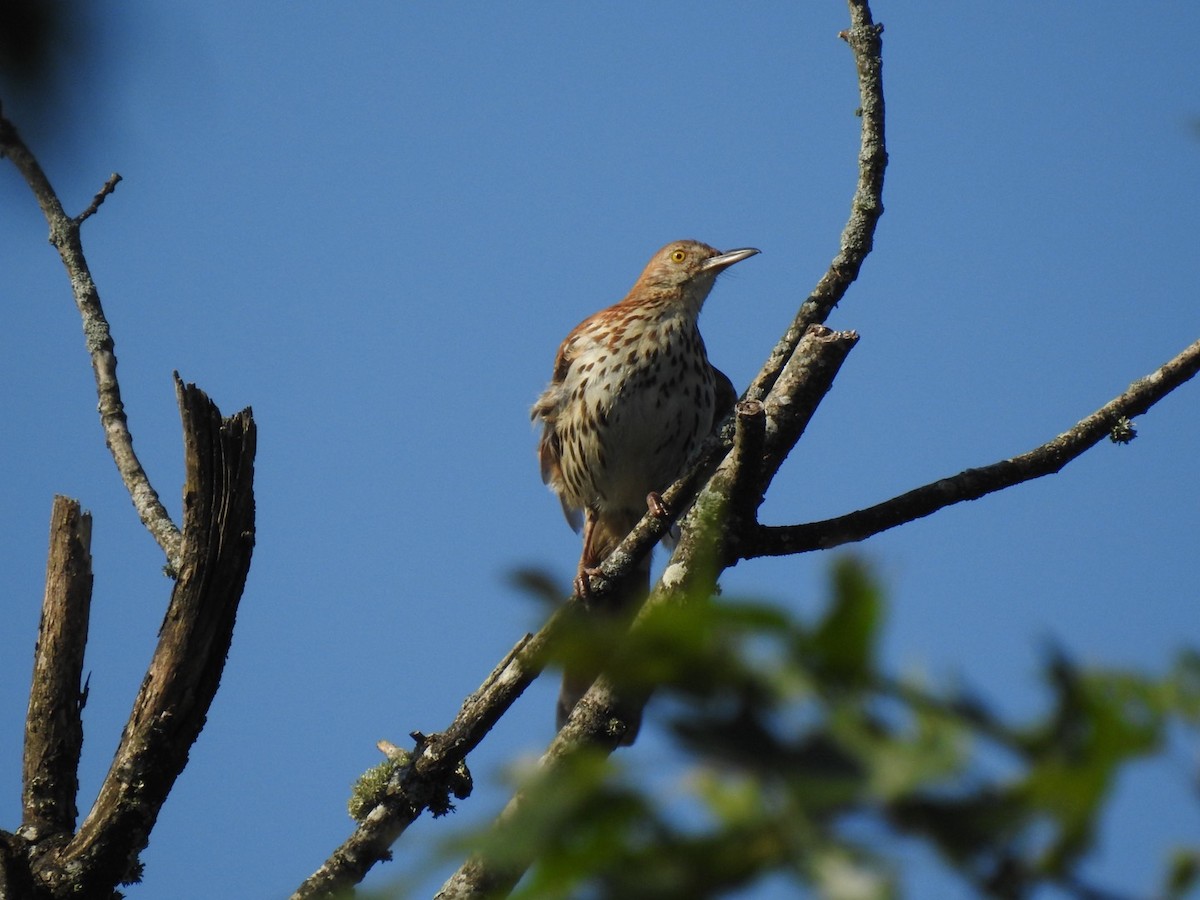 Brown Thrasher - ML620514598