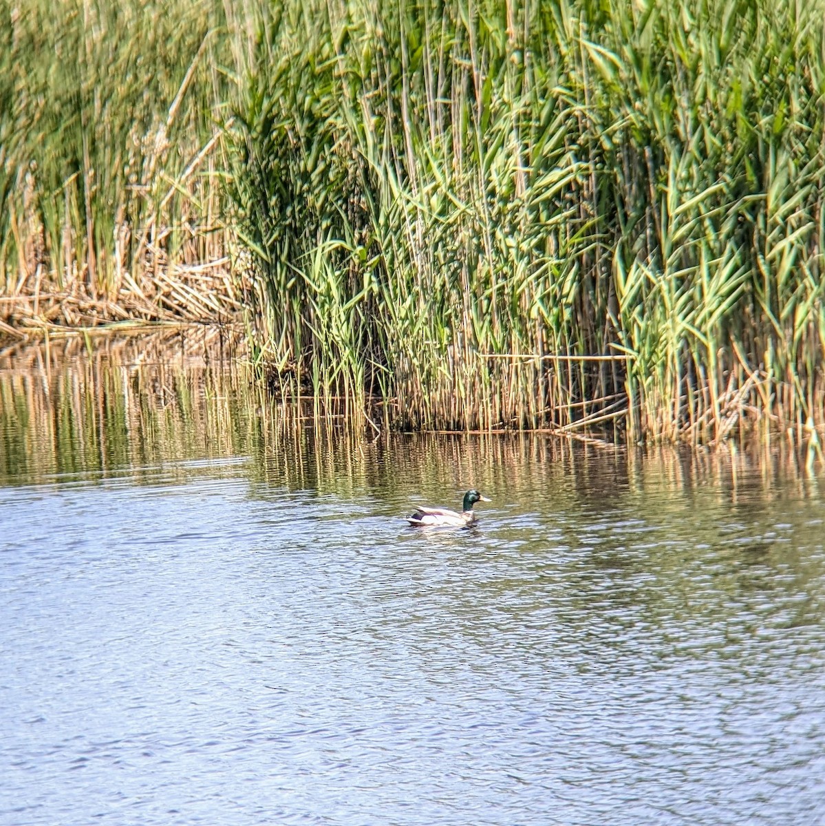 Canard colvert - ML620514599