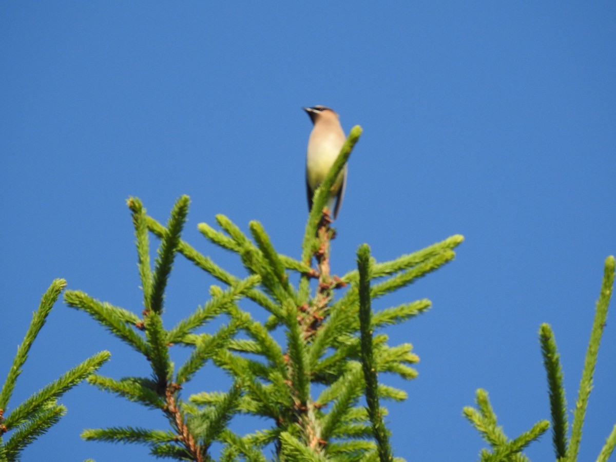 Cedar Waxwing - ML620514605