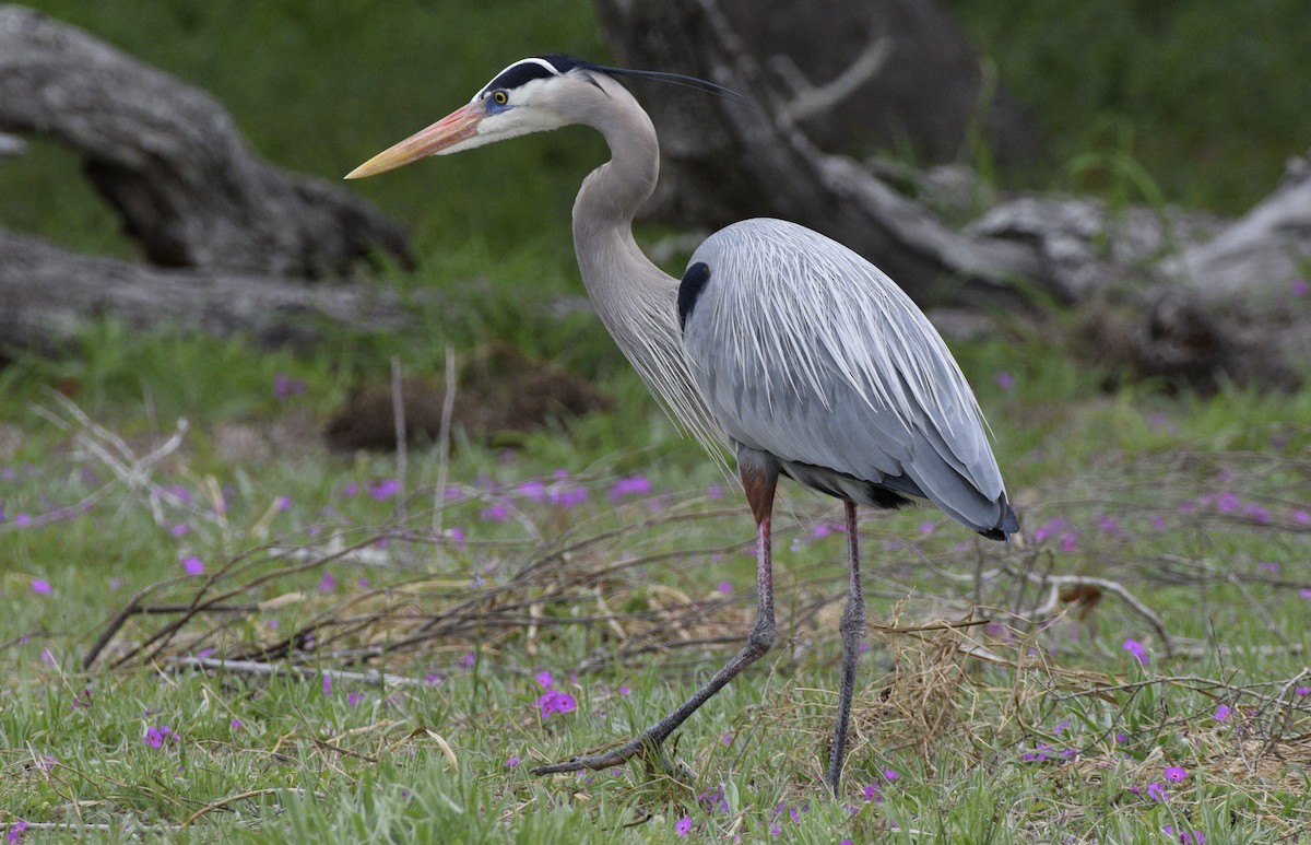 Great Blue Heron - ML620514610