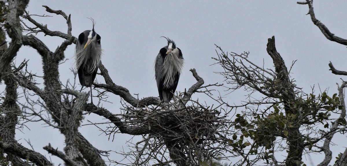 Great Blue Heron - ML620514611