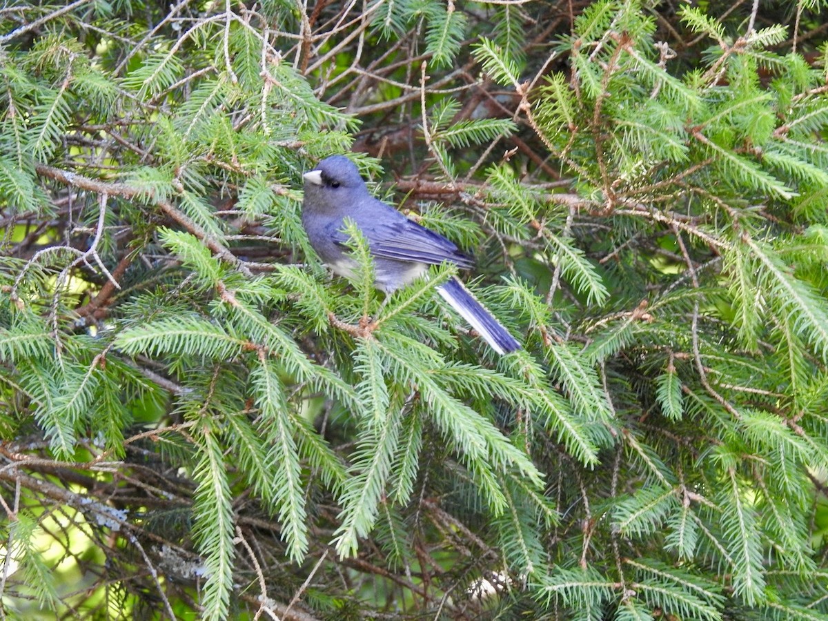 Junco Ojioscuro - ML620514614