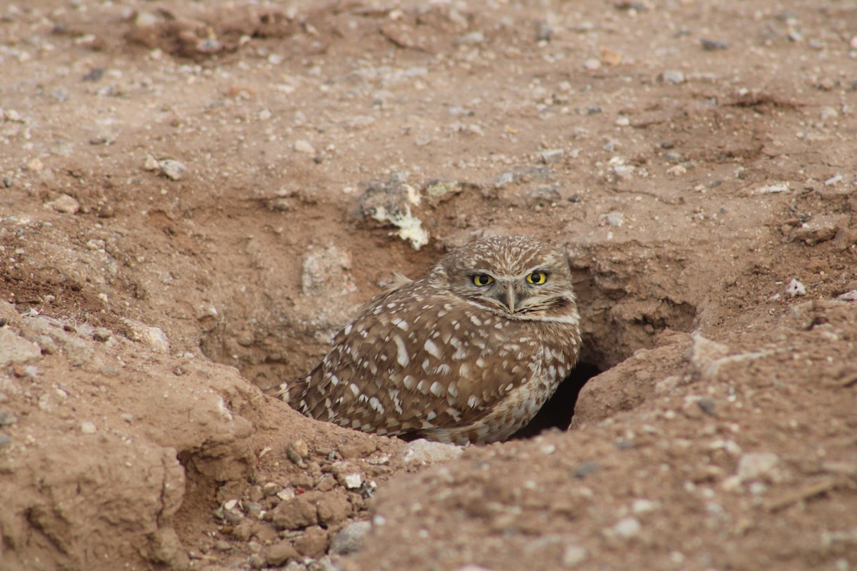 Burrowing Owl - ML620514631