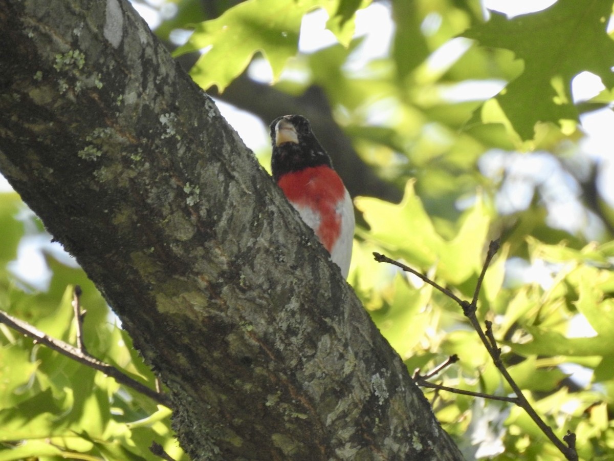 Rose-breasted Grosbeak - ML620514633