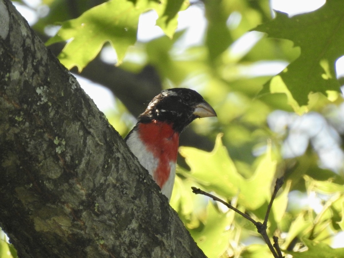 Rose-breasted Grosbeak - ML620514634