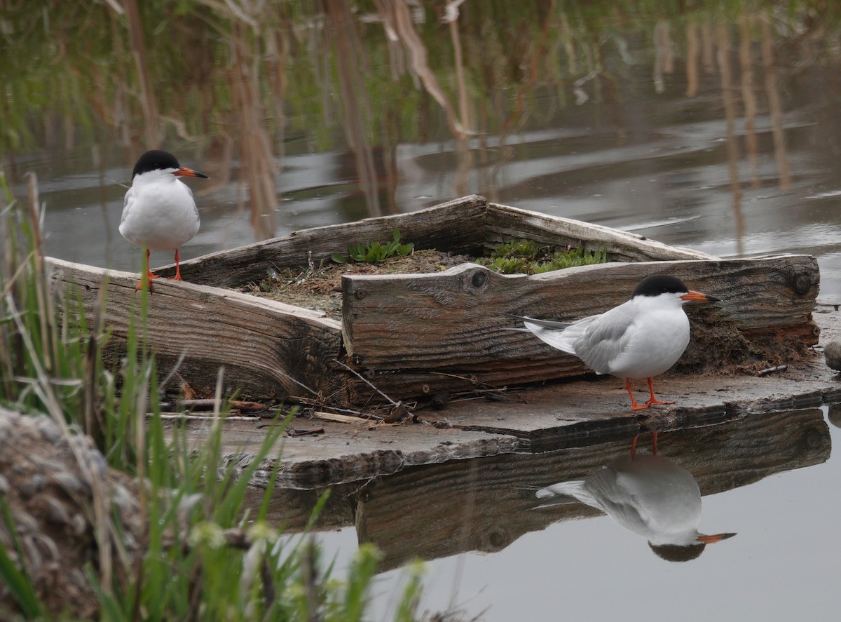 Forster's Tern - Nancy Cox