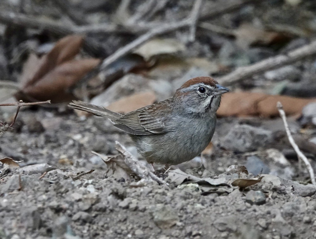 Rufous-crowned Sparrow - ML620514645