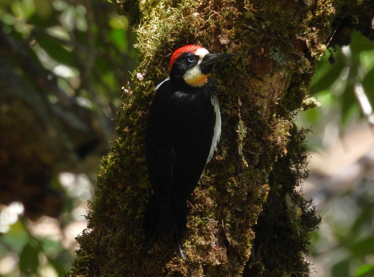 Acorn Woodpecker - ML620514648