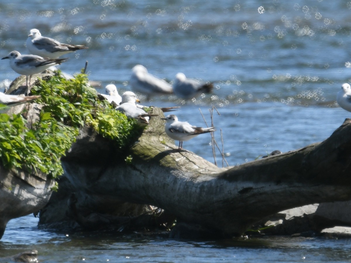 Little Gull - Martin Bourbeau