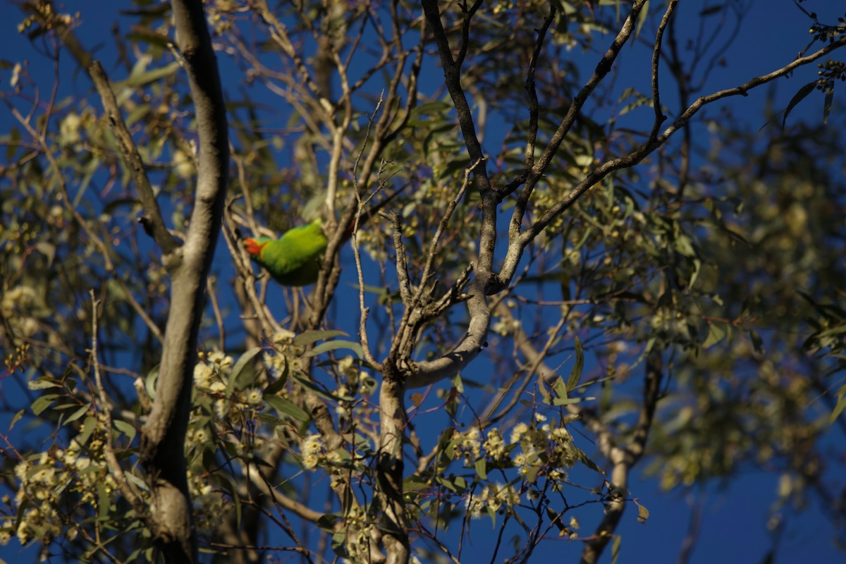 Swift Parrot - ML620514657