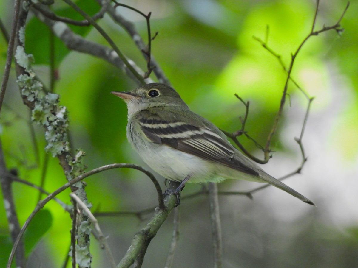 Acadian Flycatcher - JamEs ParRis